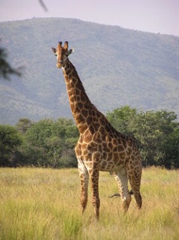 280px-Giraffe_standing.jpg