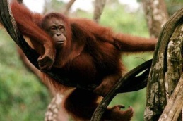 GLU1b6874_orangutan.jpg